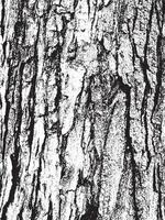 Texture d'écorce d'arbre grunge vecteur