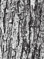 Texture d'écorce d'arbre grunge vecteur