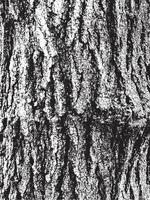 Texture d'écorce d'arbre grunge vecteur