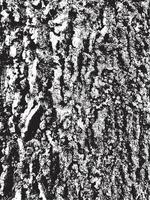 Texture d'écorce d'arbre grunge vecteur