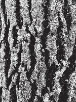 Texture d'écorce d'arbre grunge vecteur