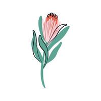 protea vecteur illustration. minimaliste boho plante. exotique fleur isolé sur transparent Contexte. Sud Afrique nationale fleur. main tiré vecteur illustration.