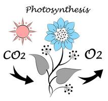 photosynthèse. environnement. science. plante absorption vecteur