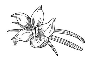 noir et blanc main tiré illustration de vanille fleur avec vanille gousses. cuisine et aromathérapie ingrédient. vecteur illustration isolé sur blanc Contexte