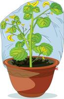 couvert plante dans une pot vecteur illustration