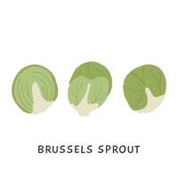 ensemble de entier et moitié Bruxelles choux vecteur illustration. biologique vitamine germer dans plat style. Frais légume ingrédient pour cuisine en bonne santé nutrition nourriture isolé sur blanche. végétarien régime.c