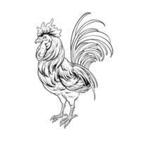 le ligne art vecteur coq illustration