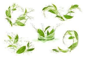 vert thé feuilles avec vague couler éclaboussure et gouttes vecteur
