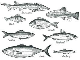 esquisser poisson. main tiré différent des poissons truite, carpe, thon, hareng et patauger, anchois, dorade, Frais mer épicerie fine vecteur ensemble