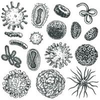 esquisser virus. bactéries, coronavirus germe la biologie micro biologique éléments. covid-19 virus, cancer cellules main tiré gravure vecteur ensemble