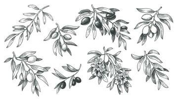 gravé olive branche. esquisser branches avec feuilles et fleurs, main tiré Olives vecteur illustration ensemble.