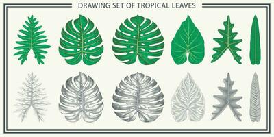 dessin ensemble de tropical feuilles. isolé éléments sur blanc Contexte. ancien style. main tiré graphique conception vecteur