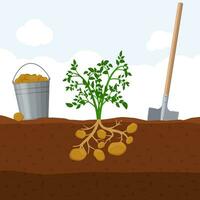 récolte patates, seau et pelle. creuser Patate concept. Frais biologique légume jardin plante croissance souterrain, vecteur illustration.