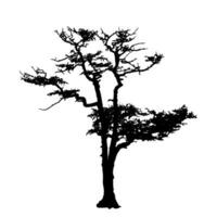 silhouette de pin arbre sur blanc Contexte. vecteur illustration.