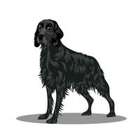 une chien de le irlandais setter race. vecteur illustration sur une blanc Contexte