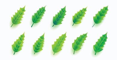 pack de réaliste chêne vert feuilles Noël éléments conception vecteur