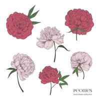 magnifique pivoines ensemble. main tiré fleur fleurs, bourgeons et feuilles. coloré vecteur illustration collection.