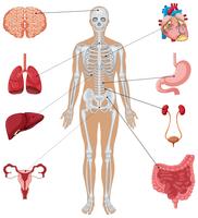 Anatomie humaine avec différents organes internes vecteur