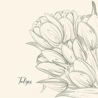 main tiré illustration et esquisser tulipes fleur. noir et blanc avec ligne art illustration. idée pour affaires visite carte, typographie vecteur, impression pour T-shirt. vecteur