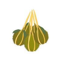 logo vecteur illustration de pendaison durian fruit