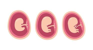 Trois étapes de le Humain fœtus, embryon développement plat conception illustration vecteur