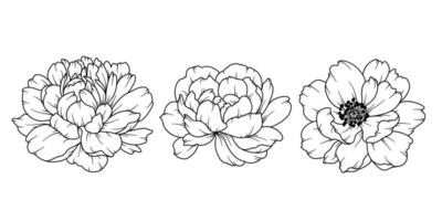 pivoine ligne dessin. noir et blanc floral bouquets. fleur coloration page. floral ligne art. bien ligne pivoine illustration. main tiré fleurs. botanique coloration. mariage invitation fleurs vecteur