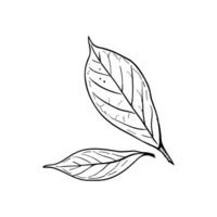 Avocat feuilles vecteur illustration. persea arbre feuille. noir contour graphique dessin. tropical feuillage encre contour. noir ligne silhouette