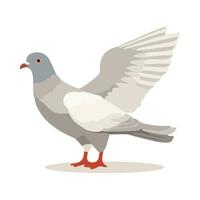 Pigeon oiseau isolé sur blanc Contexte. dessin animé style. vecteur illustration.
