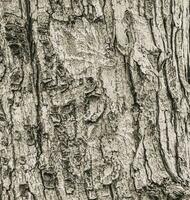 vecteur illustration de le écorce texture de champ érable ou Acer campestre. Naturel cuir la nature Contexte.