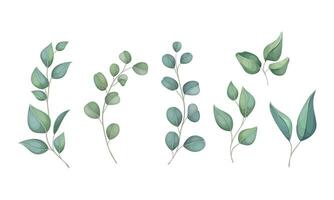 vecteur aquarelle floral illustration ensemble vert feuille branches collection décoratif