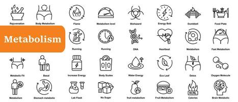 métabolisme Icônes ensemble Facile vecteur. santé torse. équilibre désintoxication vecteur