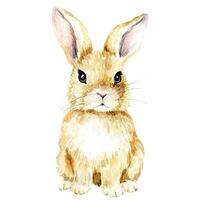 dessin à l'aquarelle. lapin mignon. lapin de Pâques, lièvre isolé sur clipart fond blanc. dessin réaliste, illustration dessin à l'aquarelle. lapin mignon. lapin de pâques, lièvre isolé sur fond blanc vecteur