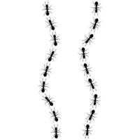 vecteur fourmis marcher dans une rangée dans deux différent directions. fourmi colonie silhouette sur blanc Contexte. difficile ouvrier concept