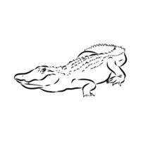 croquis de vecteur de crocodile