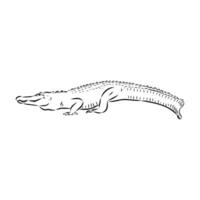 croquis de vecteur de crocodile