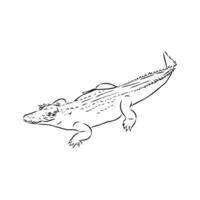 croquis de vecteur de crocodile