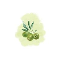 olive branche avec vert Olives isolé sur aquarelle éclaboussure Contexte. botanique illustration. vecteur