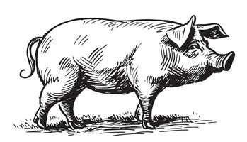 ferme porc porc esquisser main tiré dans griffonnage style vecteur illustration