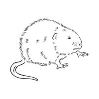 rat musqué vecteur esquisser