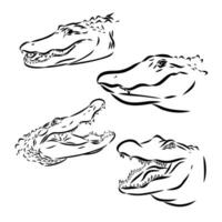 croquis de vecteur de crocodile