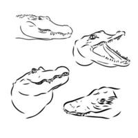 croquis de vecteur de crocodile