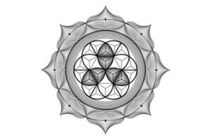 sacré lotus yantra mandala, mystique fleur de vie. sacré géométrie, vecteur logo graphique élément isolé. mystique icône la graine de vie, 3d géométrique dessin, ésotérique lotus fleur sur blanc Contexte