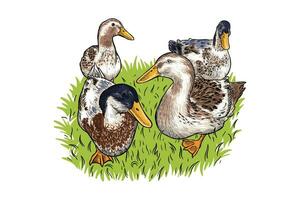 illustration de ferme canards à la recherche pour nourriture vecteur