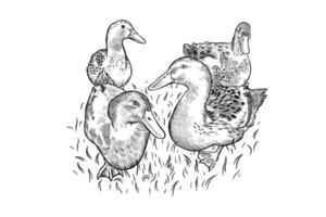 noir et blanc illustration de ferme canards vecteur