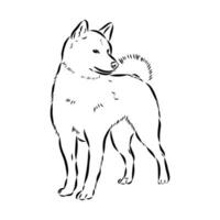 croquis de vecteur de chien akita inu