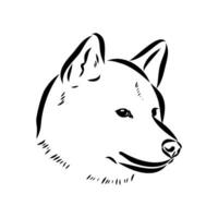 croquis de vecteur de chien akita inu