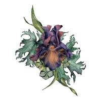 aquarelle violet iris fleur et feuilles isolé sur blanche. gothique floral illustration main dessiné. foncé botanique mariage décoration dans ancien style. élément pour invitation, toile de fond, carte, impression vecteur