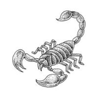 vecteur Scorpion illustration, noir et blanc