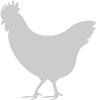 poulet vecteur