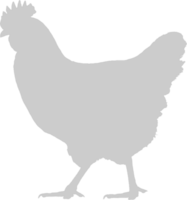 poulet vecteur